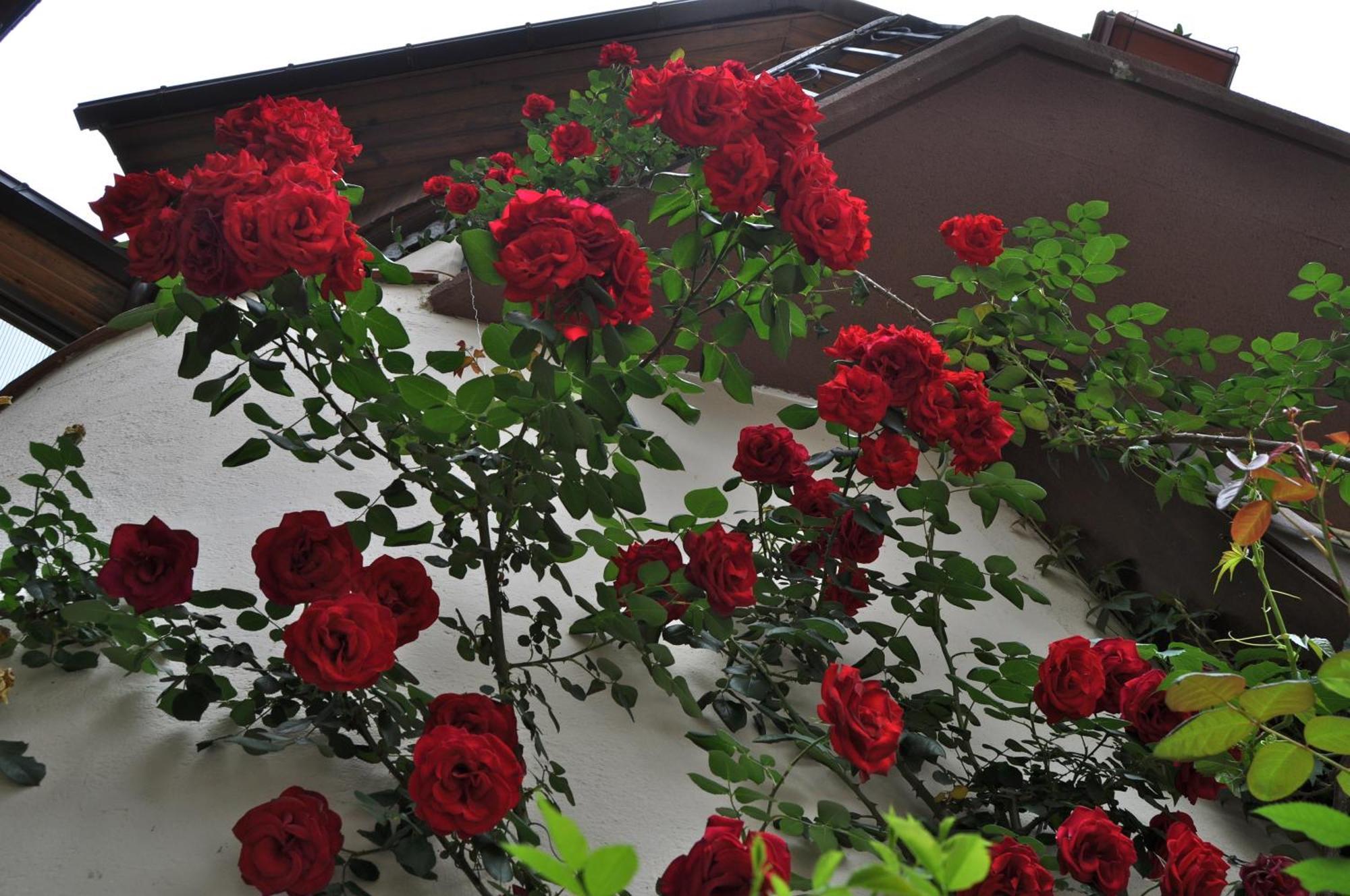 Hosteria Catalana بوسوست المظهر الخارجي الصورة